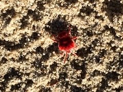 Dinothrombium pandorae