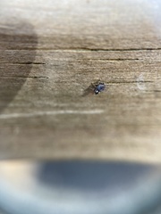 Microcryptorhynchus perpusillus