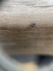 Microcryptorhynchus perpusillus