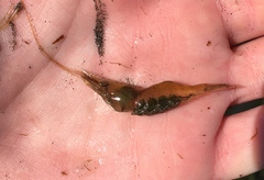 Palaemon macrodactylus