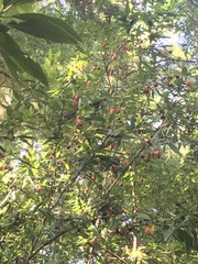 Crinodendron hookerianum