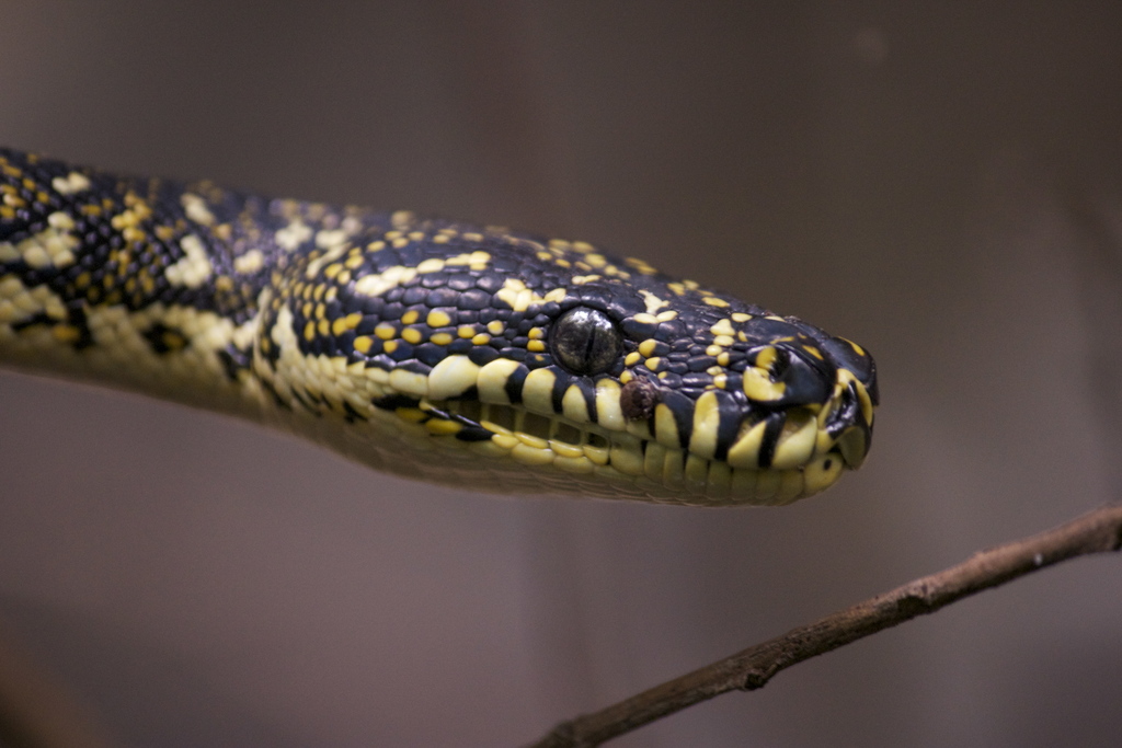 Carpet Python (Tamborine Mountain Eco-Zone - Animal Vertebrates ...