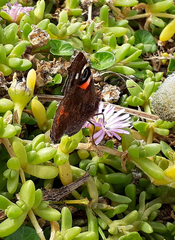 Vanessa gonerilla ida