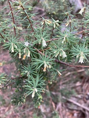 Leptecophylla divaricata