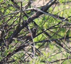 Turdus eunomus × naumanni