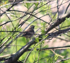 Turdus eunomus × naumanni