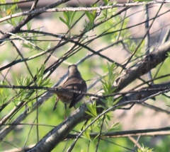 Turdus eunomus × naumanni
