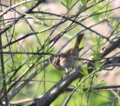 Turdus eunomus × naumanni