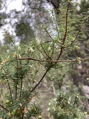 Leptecophylla divaricata