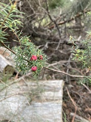 Leptecophylla divaricata