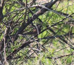 Turdus eunomus × naumanni