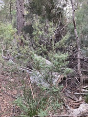 Leptecophylla divaricata