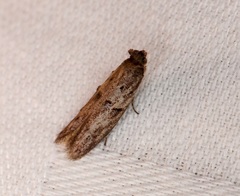 Copamyntis leptocosma