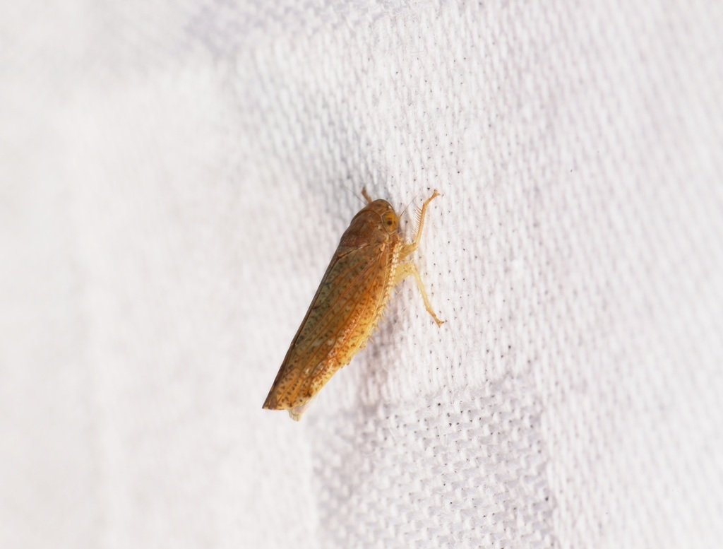 Tambuohan Insect Tambocerus from 鴨仔山 on May 28, 2021 at 08:43 PM by sk2 · iNaturalist