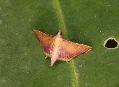 Endotricha olivacealis
