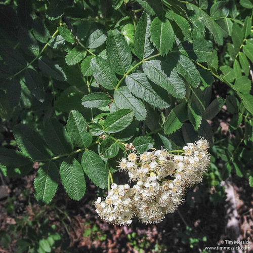 California mountain ash (Sorbus californica)