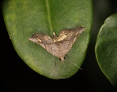 Throana pectinifer