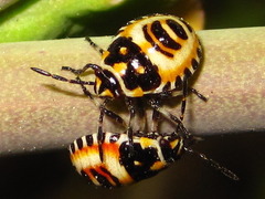 Eurydema gebleri