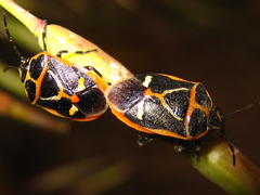 Eurydema gebleri