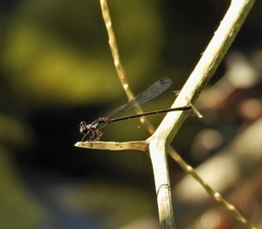 Lestoidea