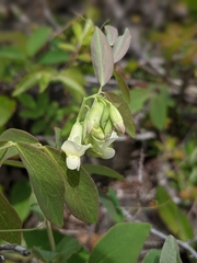 Lathyrus ochroleucus