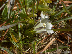 Gentiana newberryi tiogana