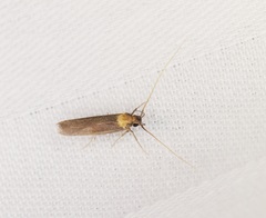 Tegenocharis tenebrans