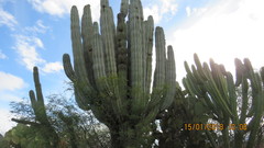 Pachycereus weberi