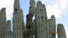 Pachycereus weberi