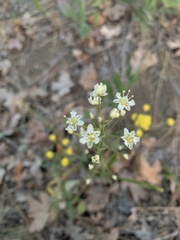 Melanthiaceae