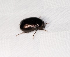 Apogonia cribricollis