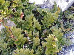 Asplenium chathamense