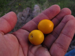 Ximenia