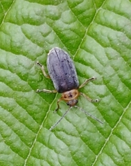 Tricholochmaea punctipennis