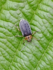 Tricholochmaea punctipennis