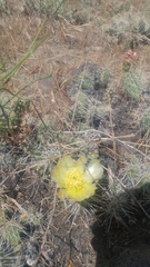 Opuntia × columbiana