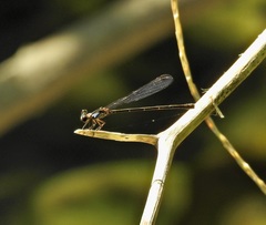 Lestoidea