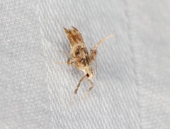Ashibusa