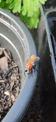 Bibio hortulanus