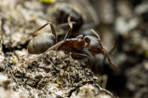 Liometopum luctuosum photo 4