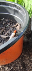 Bibio hortulanus