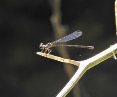 Lestoidea