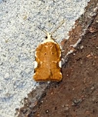Acleris cervinana
