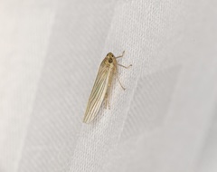 Cofana spectra
