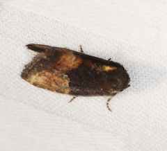 Elusa antennata