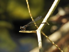 Lestoidea