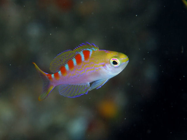 Pyronotanthias flavoguttatus