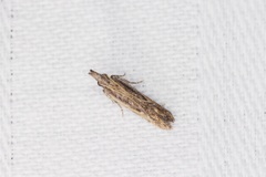 Hypatima venefica