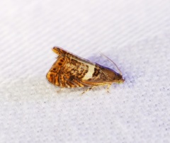 Hilarographa shehkonga