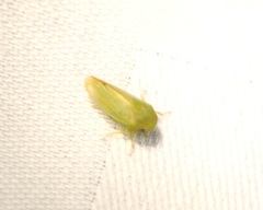 Hyalojassini